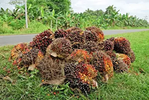 Oilpalm: Oilpalm fruits