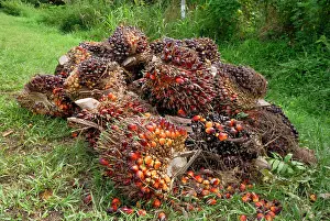 Oilpalm: Oilpalm fruits beside a road