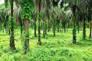 Oilpalm: Oilpalm plantation