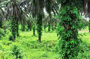 Oilpalm: Oilpalm plantation