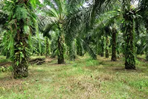 Oilpalm: Oilpalm plantation