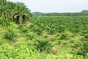 Oilpalm: Oilpalm Plantation