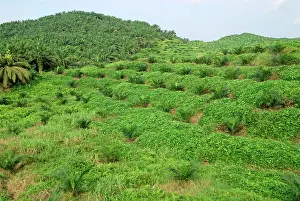 Oilpalm: Oilpalm Plantation