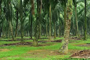 Oilpalm: oilpalm plantation