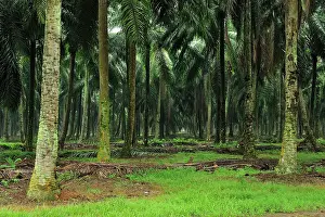 Oilpalm: Oilpalm plantation