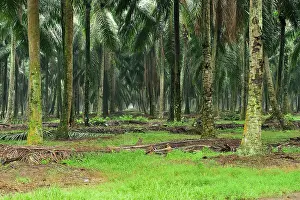 Oilpalm: Oilpalm plantation