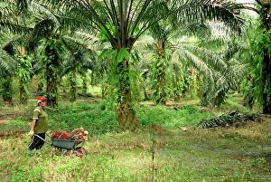 Oilpalm: oilpalm plantation with a worker
