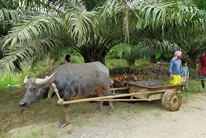 Cart: Oilpalm plantation with worker and buffalo