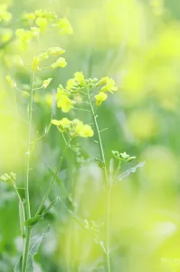 Oleifera: Oilseed rape