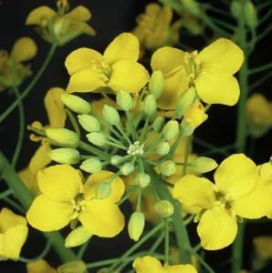 Oilseed: Oilseed Rape (Brassica napus)