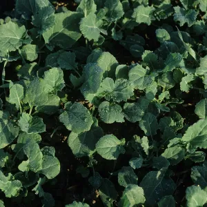 Oilseed: Oilseed Rape (Brassica napus)