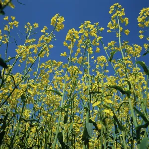 Oilseed: Oilseed Rape (Brassica napus)