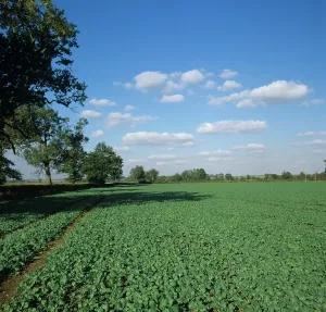 Oilseed: Oilseed Rape (Brassica napus) crop, UK