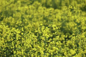 Resource: Oilseed rape, Brassica napus oleifera, Yellow subject