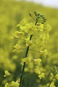 Resource: Oilseed rape, Brassica napus oleifera, Yellow subject