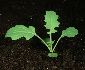 Oilseed: Oilseed Rape (Brassica napus) seedling