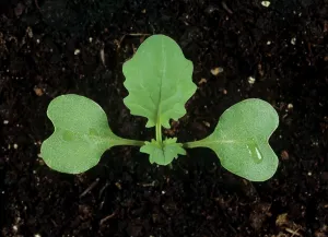 Oilseed: Oilseed Rape (Brassica napus) seedling