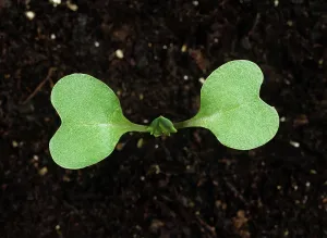 Oilseed: Oilseed Rape (Brassica napus) seedling