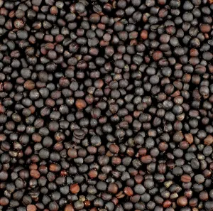 Fuel: Oilseed Rape (Brassica napus) seeds