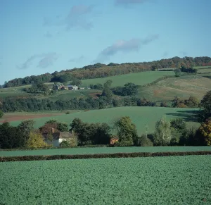 Hedges: Oilseed rape crop