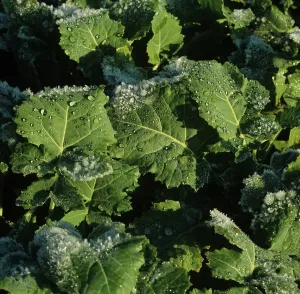 Oilseed: Oilseed rape crop