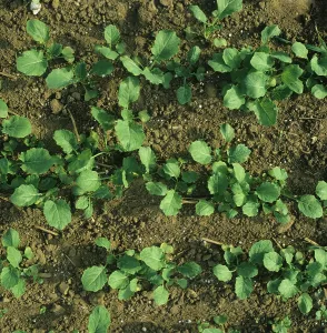 Granule: Oilseed rape crop