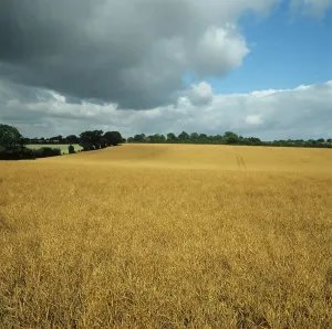 Oilseed: Oilseed rape crop