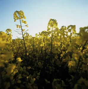 Contre: Oilseed rape flowers