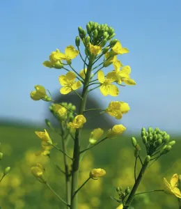 Monoculture: Oilseed rape flowers