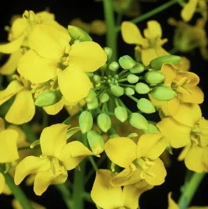 Monoculture: Oilseed rape flowers
