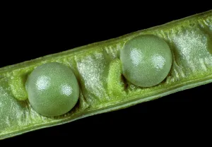 Opened: Oilseed rape pod with seeds
