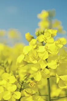 Oleifera: Oilseedrape