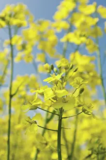 Oleifera: Oilseedrape