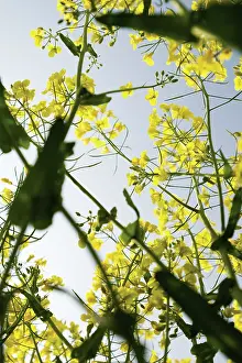 Oleifera: Oilseedrape