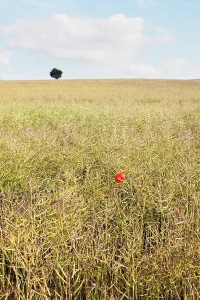Oleifera: Oilseedrape
