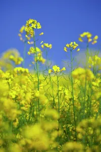 Oleifera: Oilseedrape