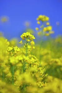 Oleifera: Oilseedrape