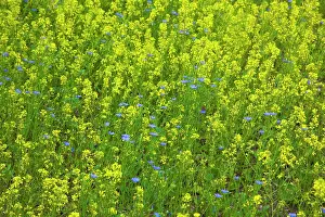 Oleifera: Oilseedrape