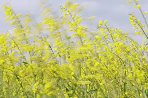 Chaos: Oilseedrape