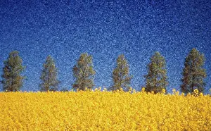 Photographic: Oilseedrape&Poplar