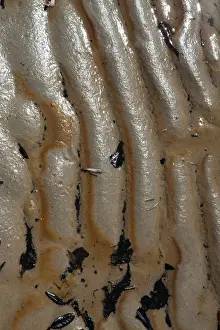 Oily: Oily Sand on Gulf Beach