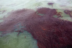 Slick: Oily Waste from BP Spill