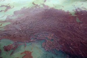 Slick: Oily waste from BP Spill