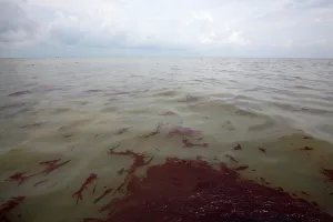 Slick: Oily waste from BP Spill