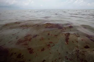 Slick: Oily waste from BP Spill