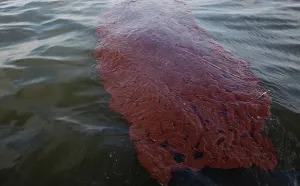 Cleanup: Oily waste from BP Spill