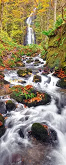 Acer: Oirase waterfalls wild Japan in northern Japan