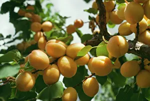 Apricots: OKANAGAN APRICOTS ON TREE