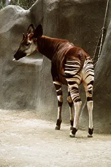 Stripes: OKAPI