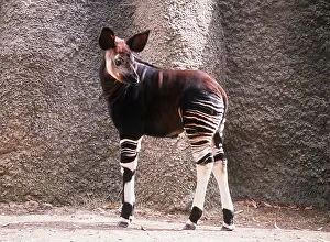 Zoos: OKAPI CALF - calf three months old